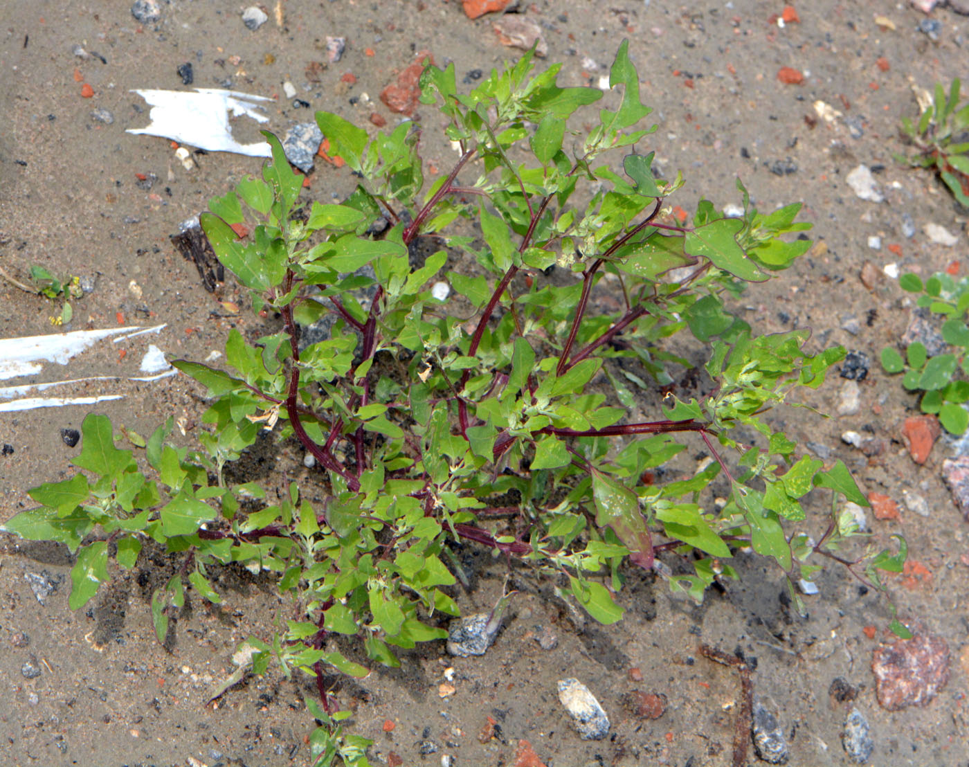 Image of Chenopodium acerifolium specimen.