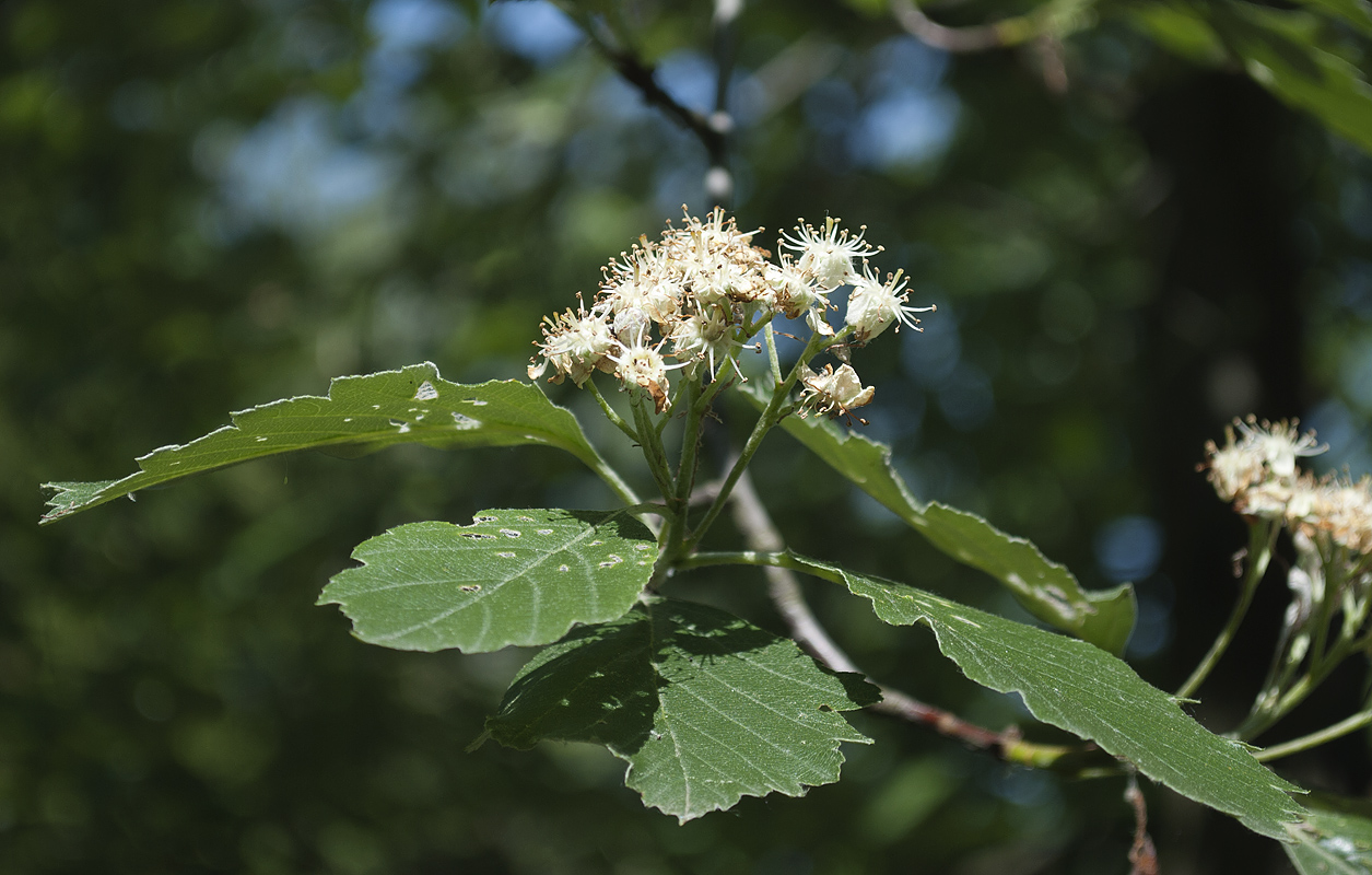 Изображение особи Sorbus takhtajanii.