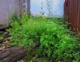 Senecio viscosus. Цветущие растения. Пермский край, г. Пермь, Свердловский р-н, разнотравный газон на хоз. дворе за старым контейнером. 07.08.2019.