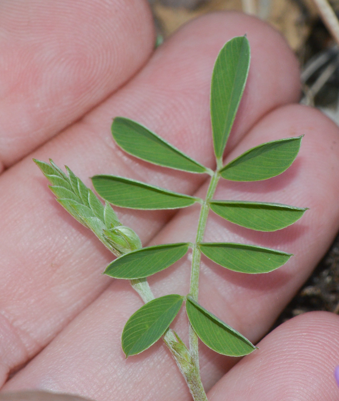 Image of Tephrosia uniflora specimen.