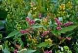 genus Persicaria. Верхушка цветущего растения. Московская обл., Сергиево-Посадский р-н, окр. источника Гремячий ключ, залежь. 01.09.2019.