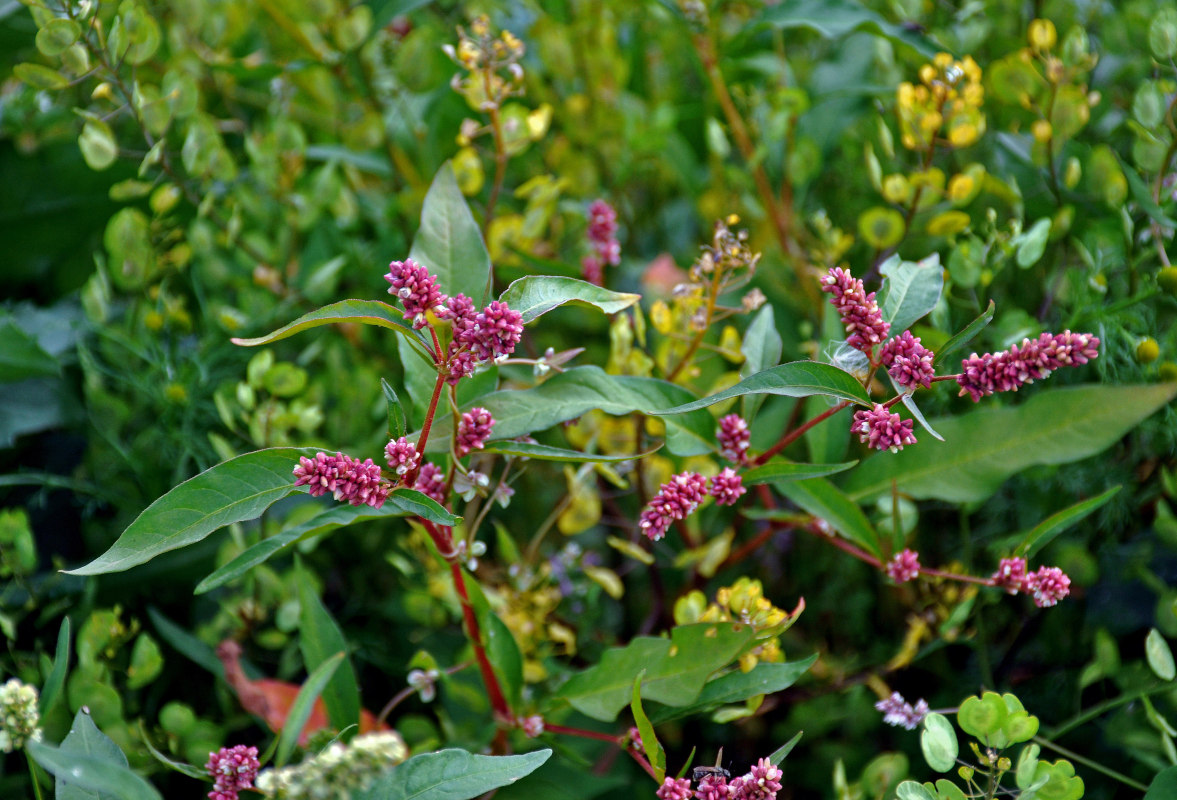 Изображение особи род Persicaria.