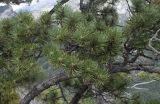 Pinus uncinata. Часть кроны взрослого дерева. Испания, автономное сообщество Каталония, провинция Барселона, комарка Бергеда, муниципалитет Сальдес, подножие горы Педрафорка, смотровая площадка Гресолет, 1557 м н.у.м., кромка обрыва. 22.09.2019.