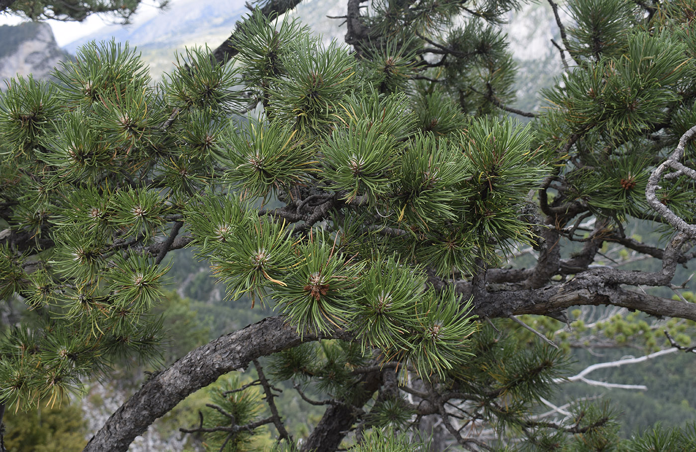 Изображение особи Pinus uncinata.