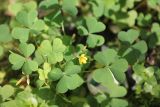 Oxalis corniculata. Цветущие растения. Москва, ЮЗАО, ул. Академика Бакулева, на газоне. 03.10.2019.
