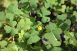 Oxalis corniculata