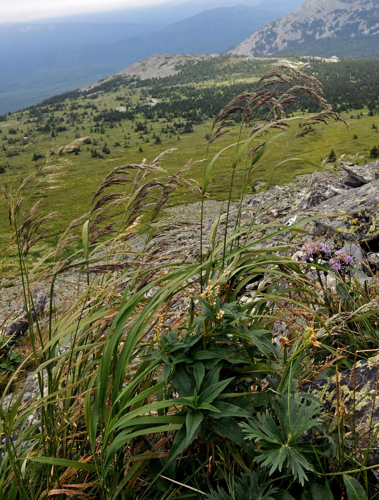 Изображение особи Calamagrostis langsdorffii.