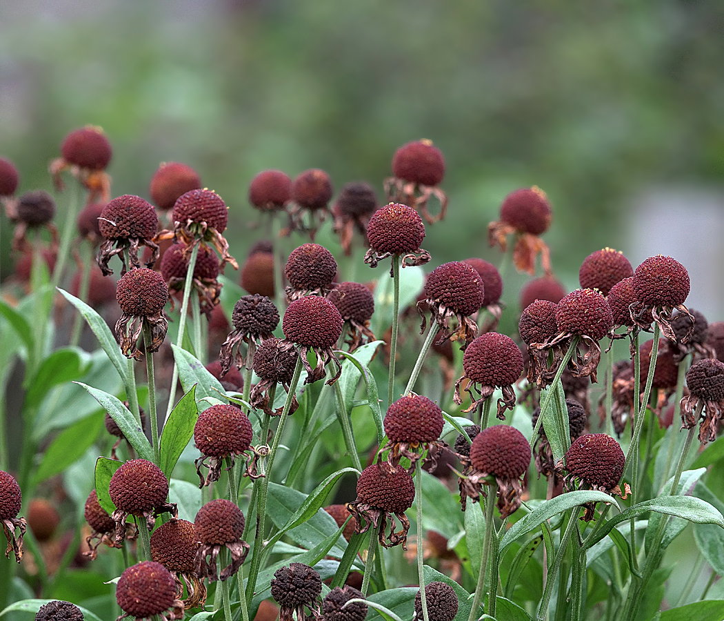 Image of Helenium autumnale specimen.