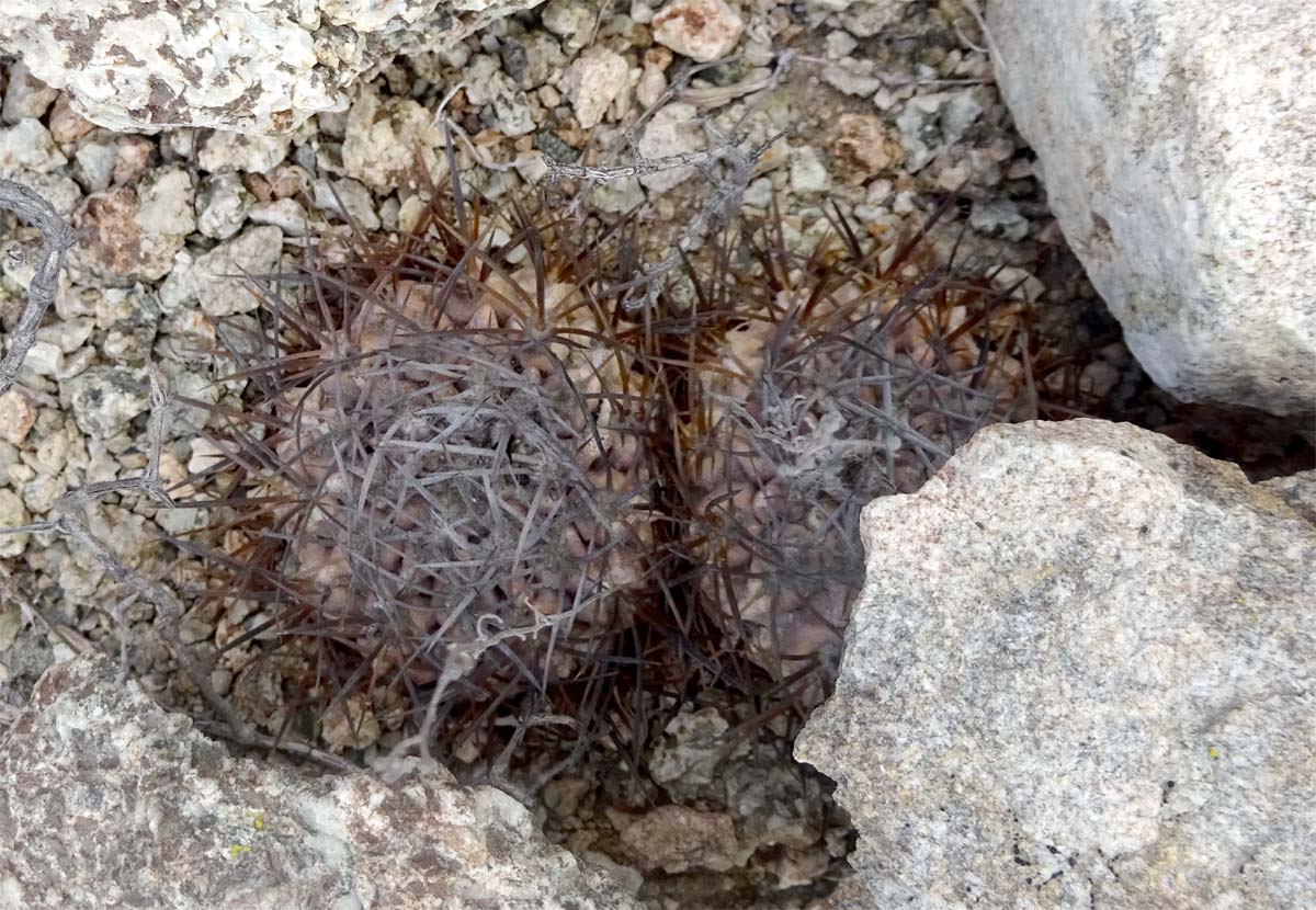 Image of Eriosyce heinrichiana specimen.
