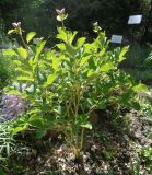 Paeonia caucasica. Растение с завязавшимися плодами. Тверская обл., г. Тверь, Заволжский р-н, ботанический сад ТвГУ, в культуре. 26 мая 2019 г.