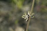 Eleocharis yokoscensis