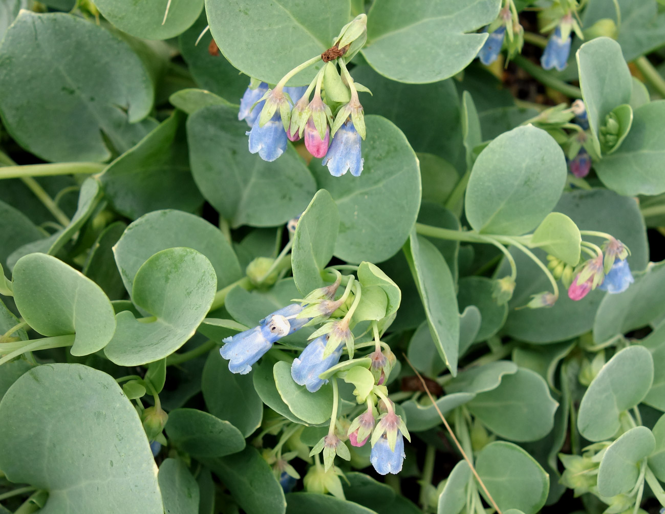 Image of Mertensia maritima specimen.