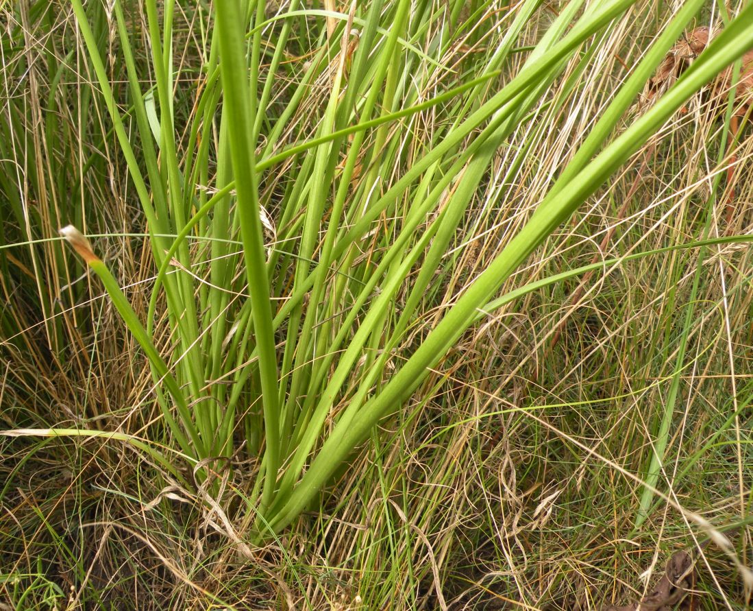 Image of Allium angulosum specimen.