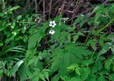 Geranium krylovii