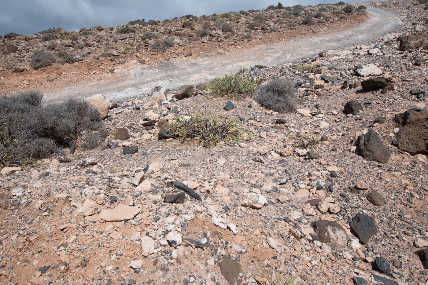 Image of Euphorbia regis-jubae specimen.