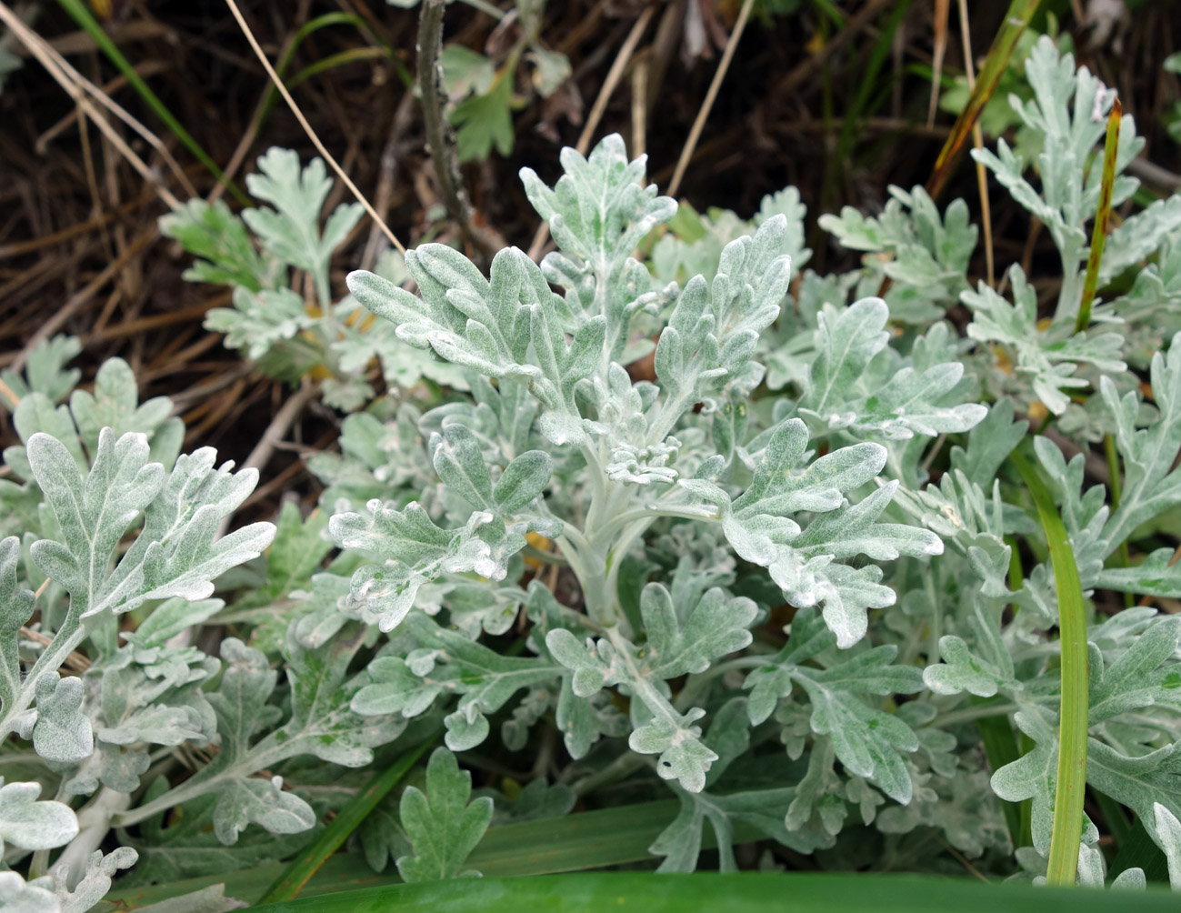 Image of Artemisia stelleriana specimen.