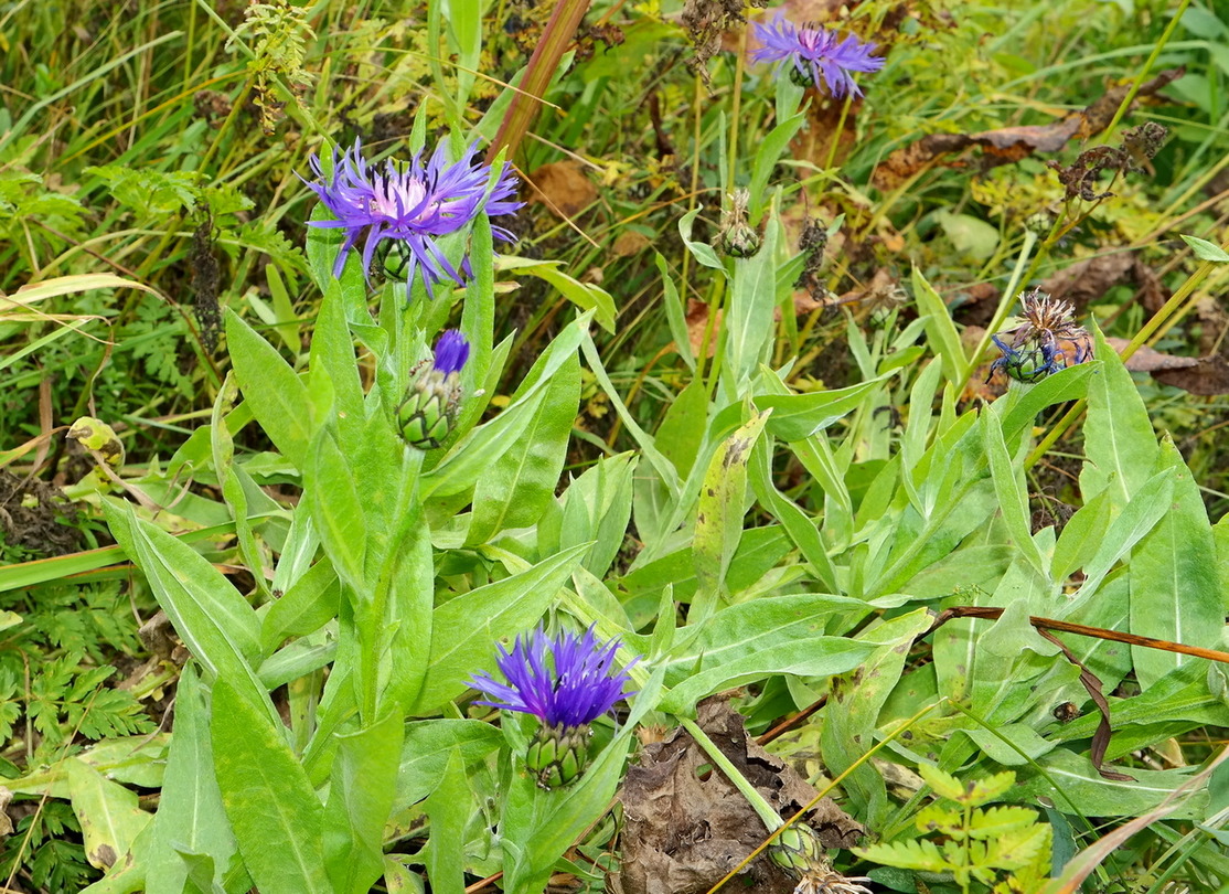 Изображение особи Centaurea nigrofimbria.