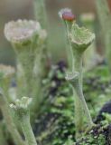 Cladonia fimbriata. Верхушки подециев с апотецием и пикнидиями. Кировская обл., окр. г. Кирово-Чепецк, смешанный лес, на полуразложившейся древесине. 18.05.2017.