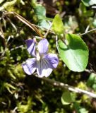 genus Viola. Цветок и лист. Кыргызстан, Чуйская обл., Аламудунский р-н, Ала-Арчинское ущелье, северный уч. нац. парка, предгорье. 27.05.2019.