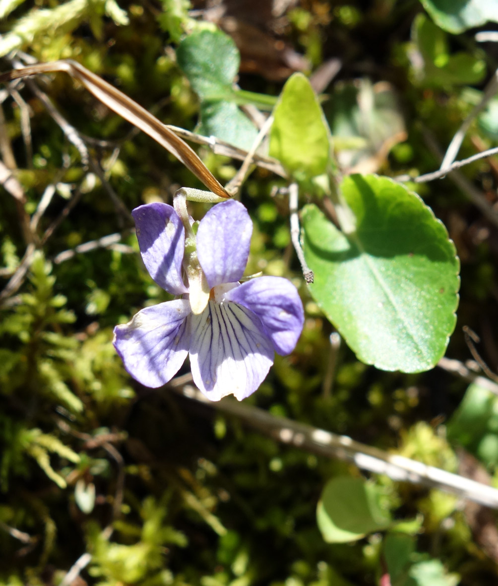 Image of genus Viola specimen.