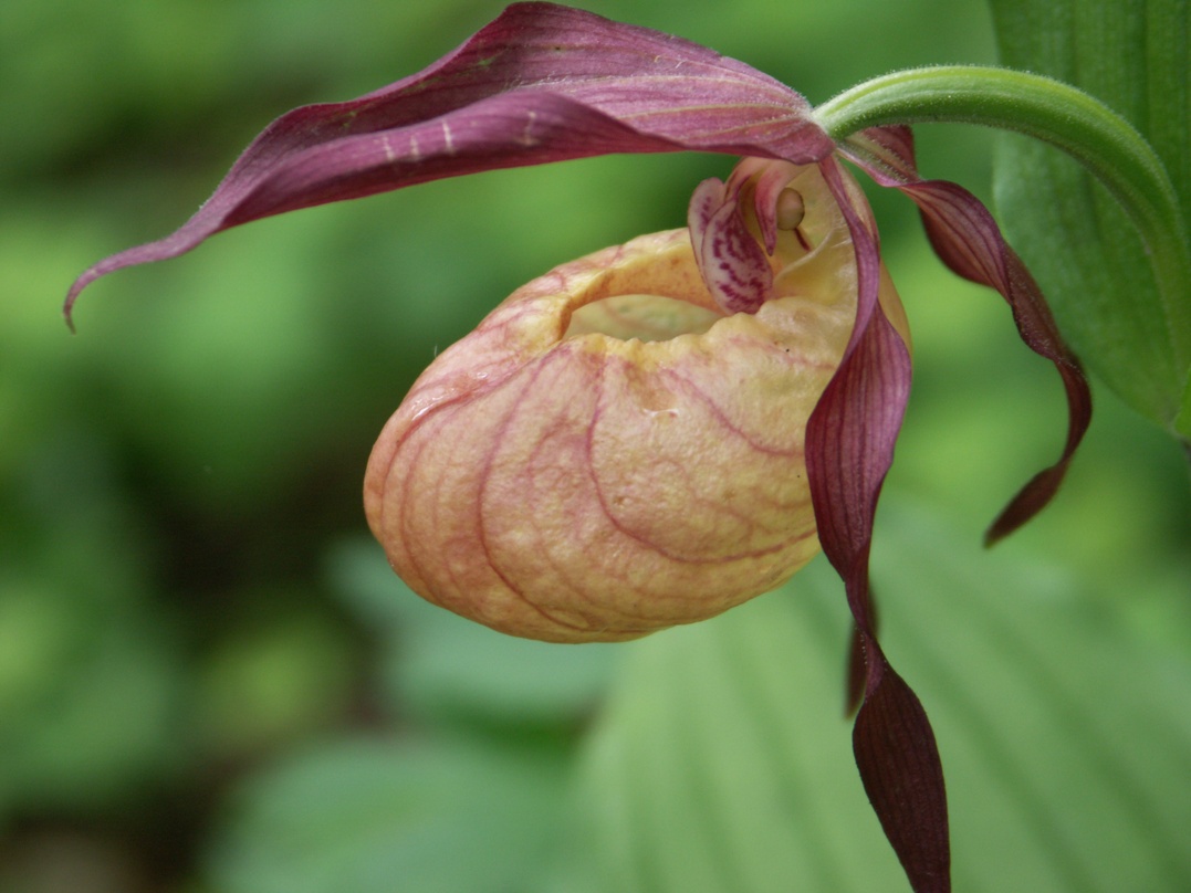 Изображение особи Cypripedium &times; ventricosum.