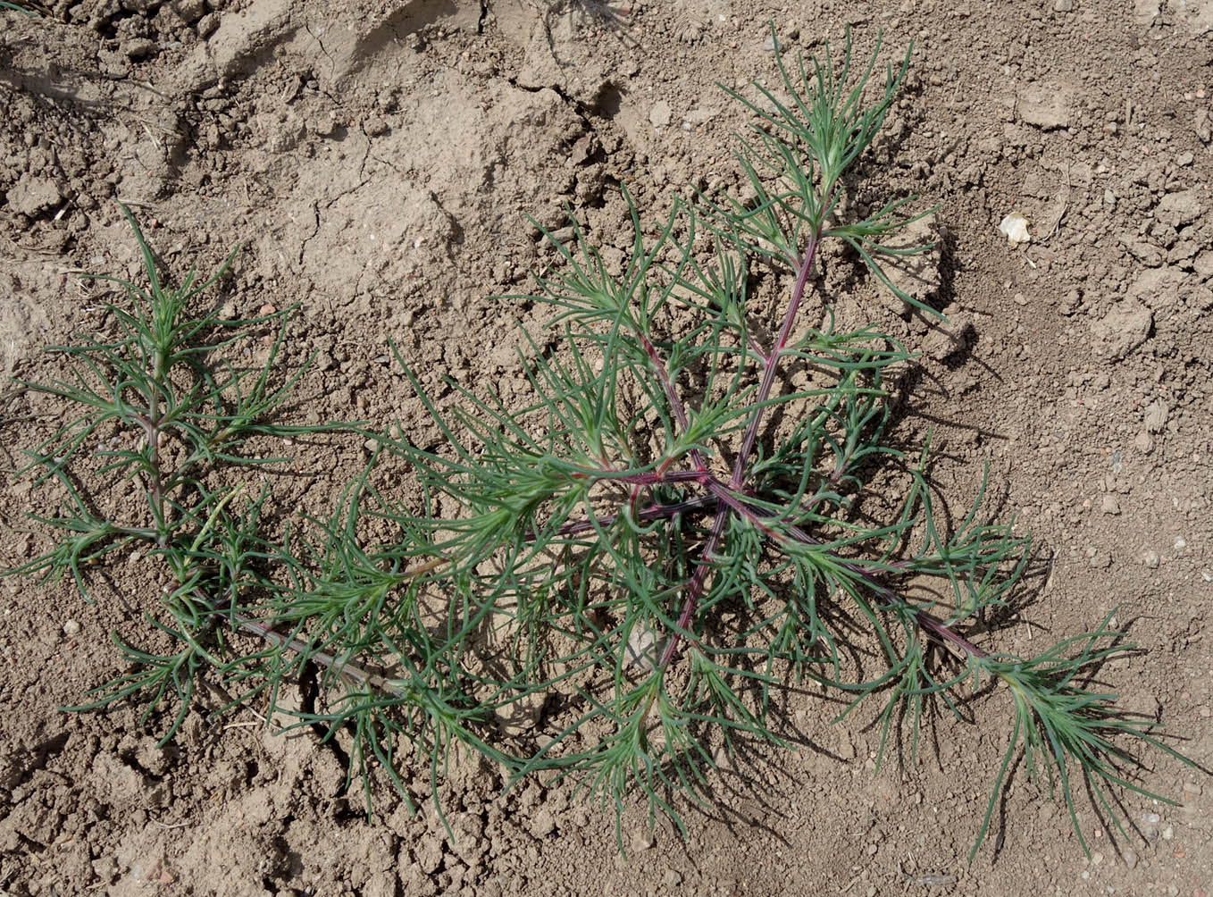 Изображение особи семейство Chenopodiaceae.