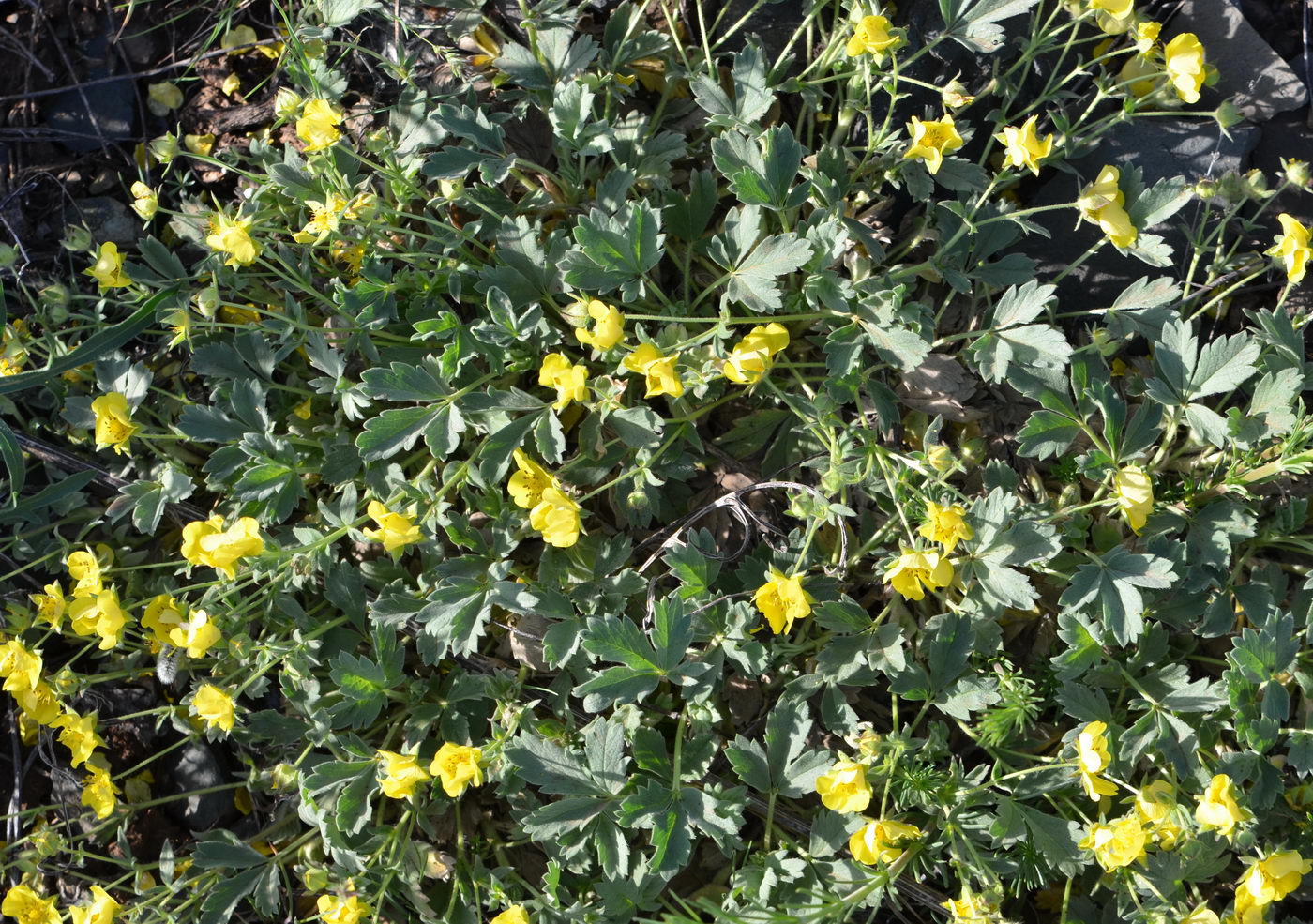 Изображение особи Potentilla incana.