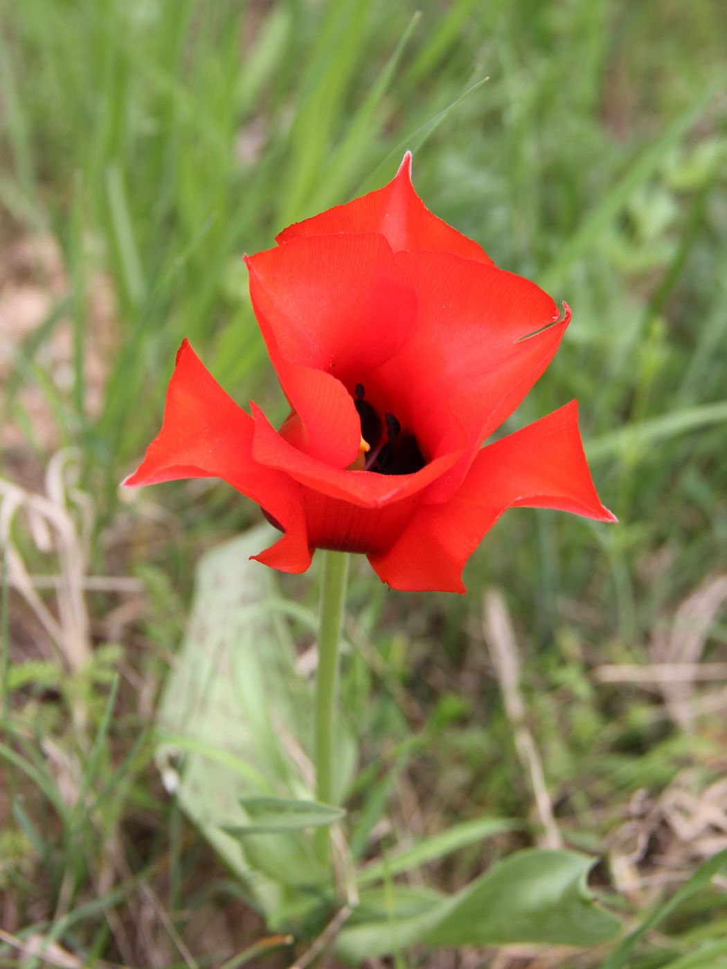 Image of Tulipa greigii specimen.