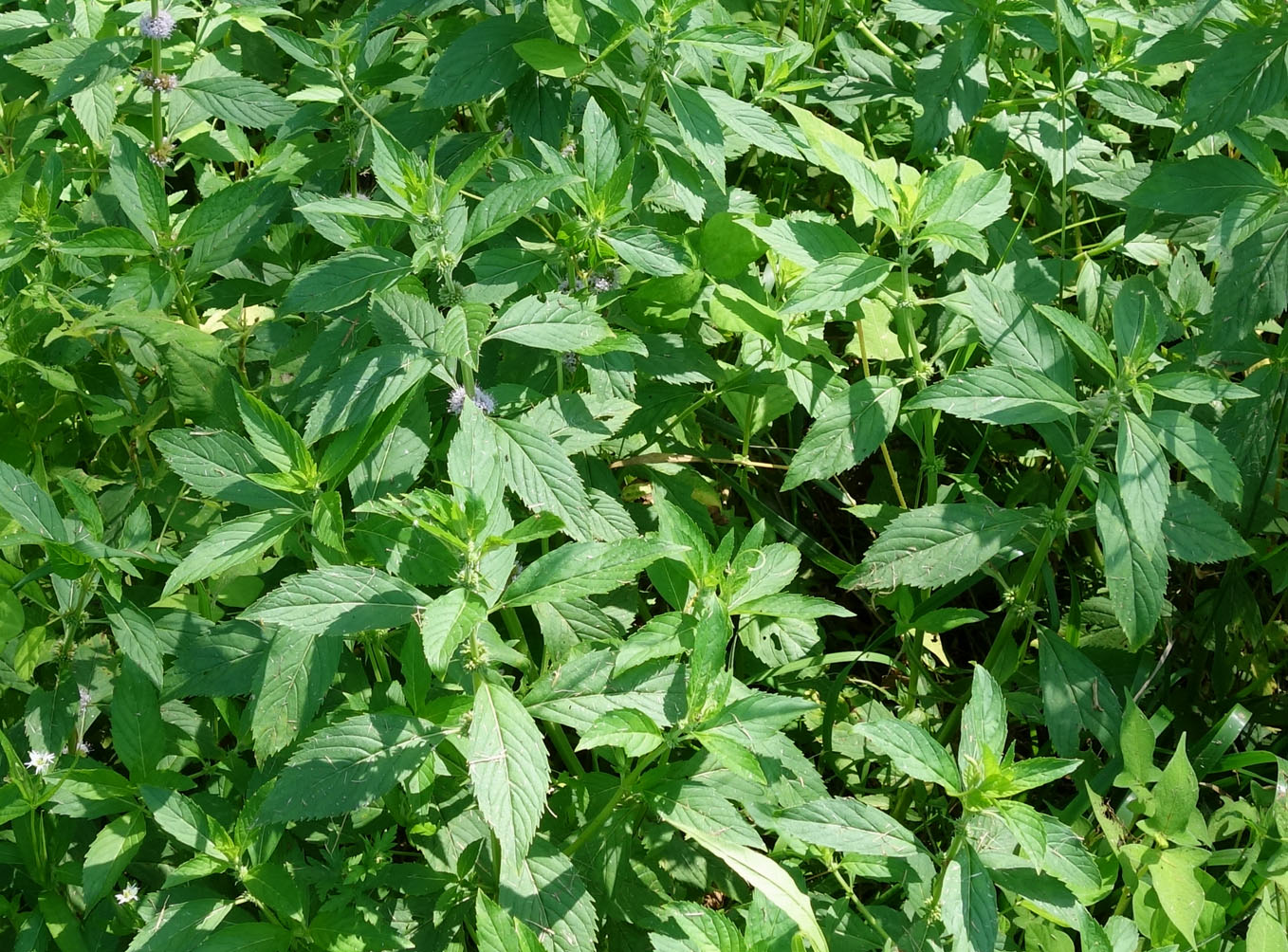 Image of Mentha arvensis specimen.