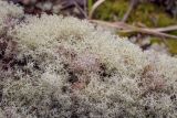 род Cladonia