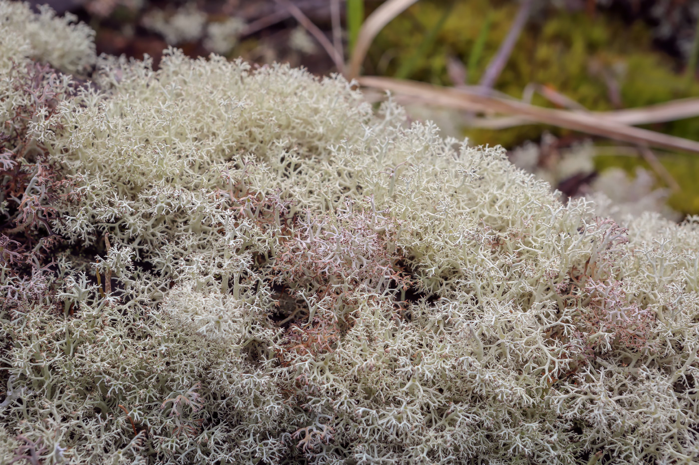 Изображение особи род Cladonia.