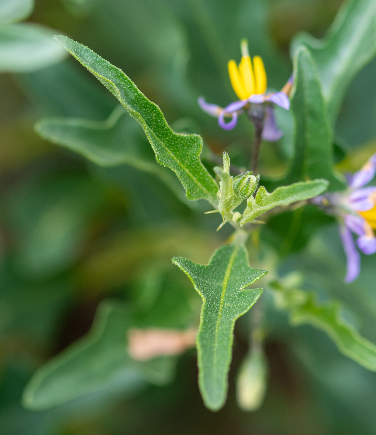 Изображение особи Solanum capense.