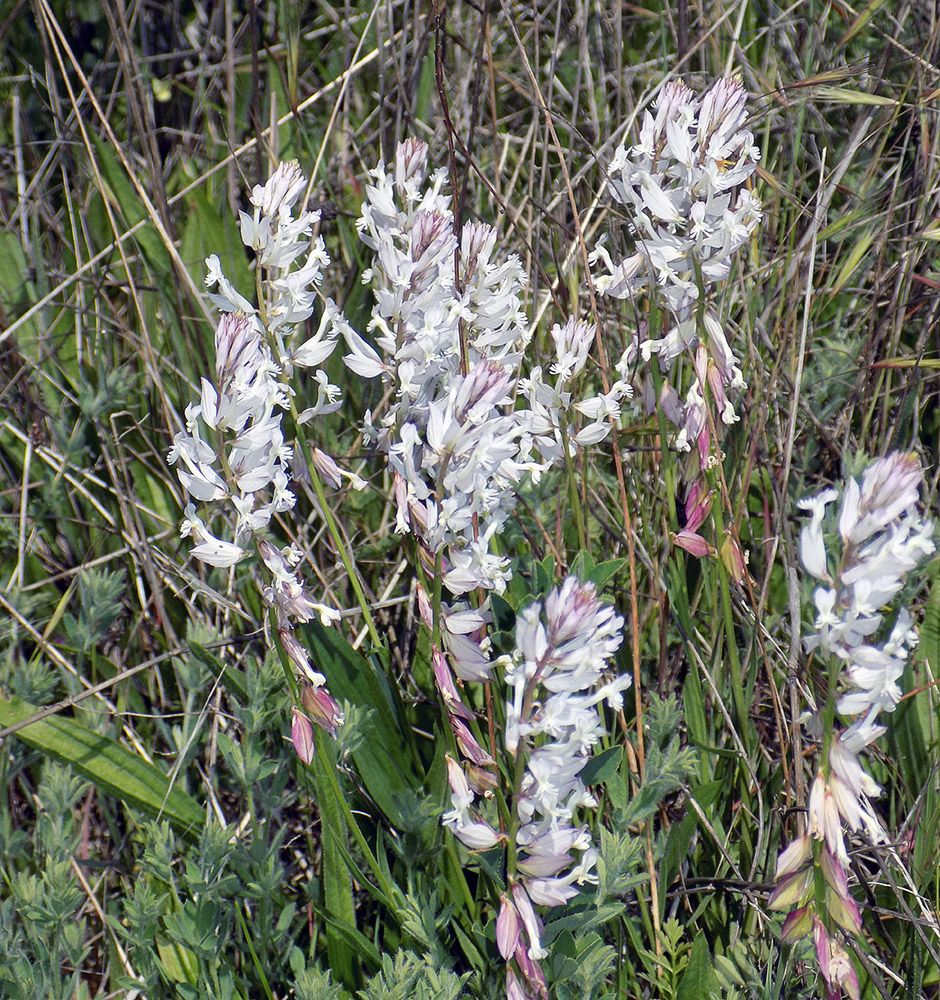 Image of Polygala major specimen.