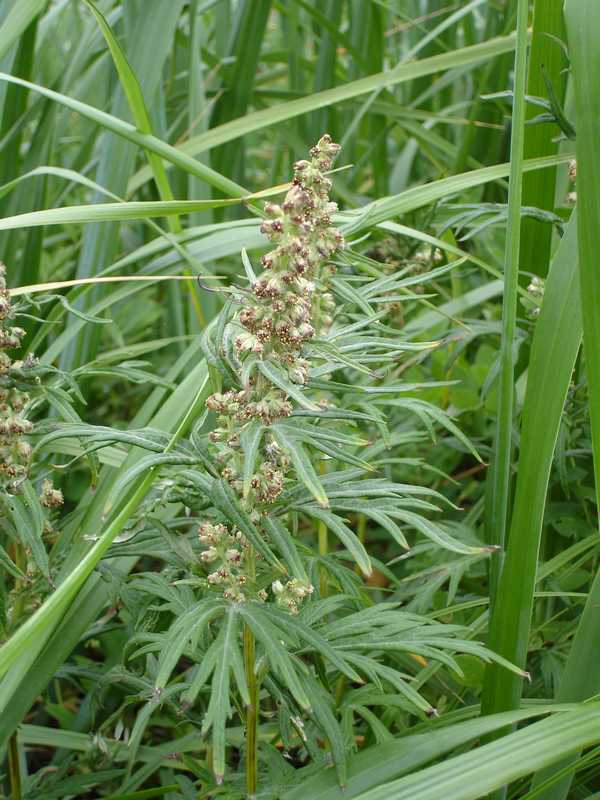 Image of Artemisia opulenta specimen.
