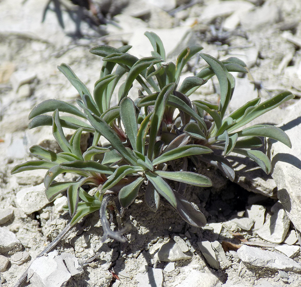 Image of Linum tauricum specimen.