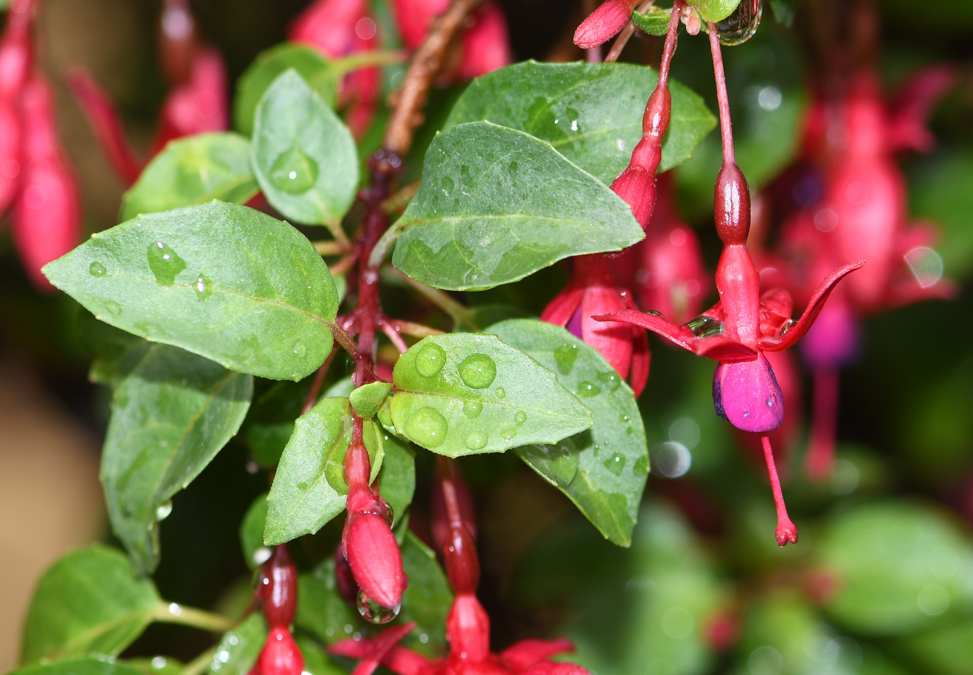 Изображение особи род Fuchsia.
