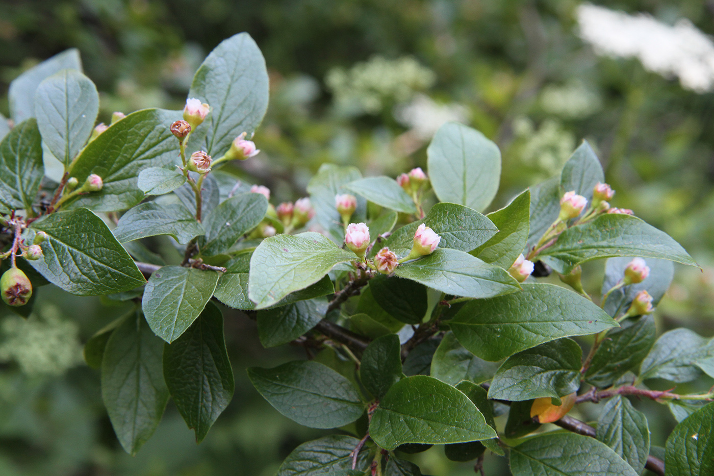 Image of Cotoneaster lucidus specimen.