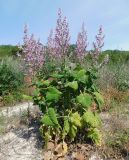 Salvia sclarea