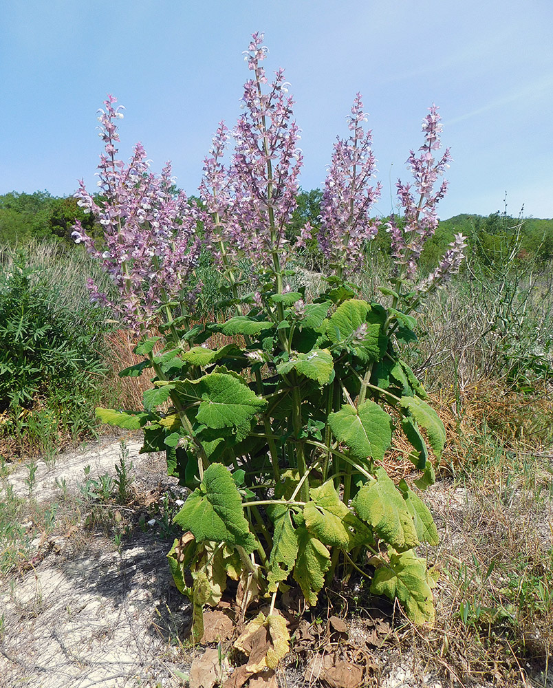 Image of Salvia sclarea specimen.