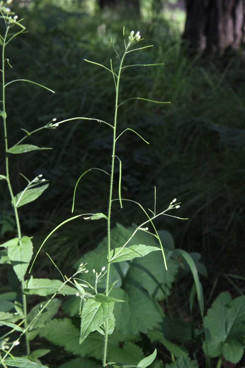 Image of Arabis pendula specimen.