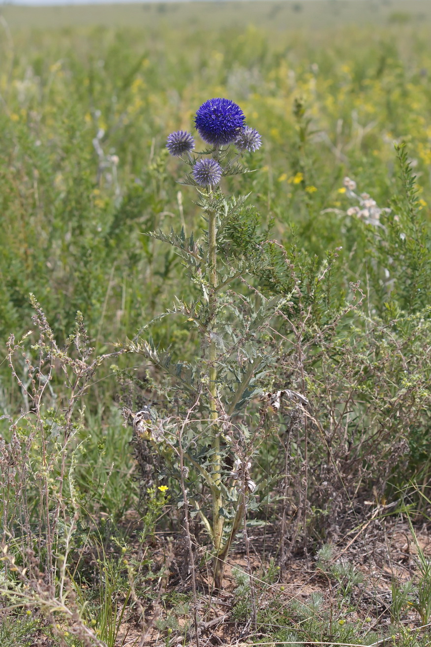 Изображение особи Echinops latifolius.