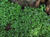 Scutellaria dentata