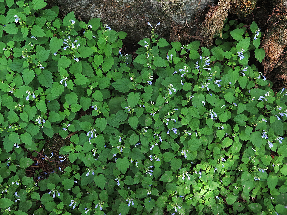 Image of Scutellaria dentata specimen.