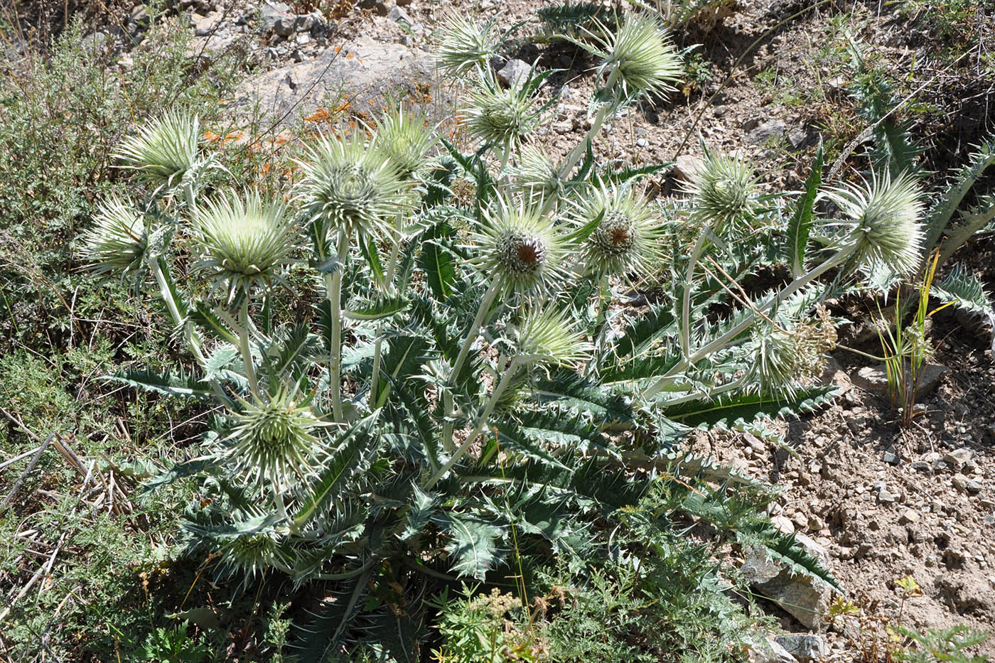 Image of Alfredia nivea specimen.