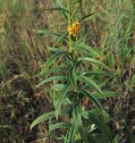 Hieracium umbellatum