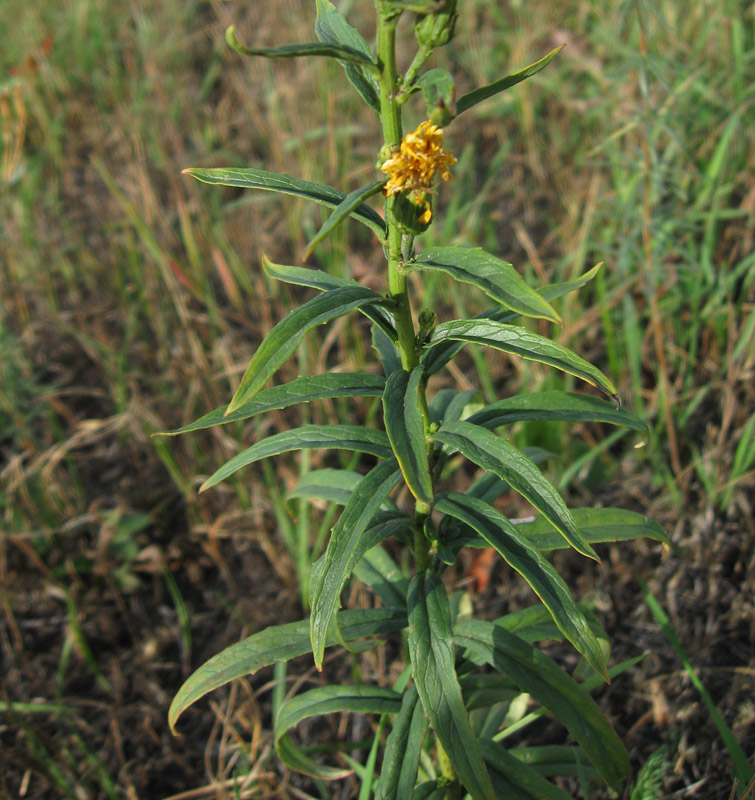 Image of Hieracium umbellatum specimen.