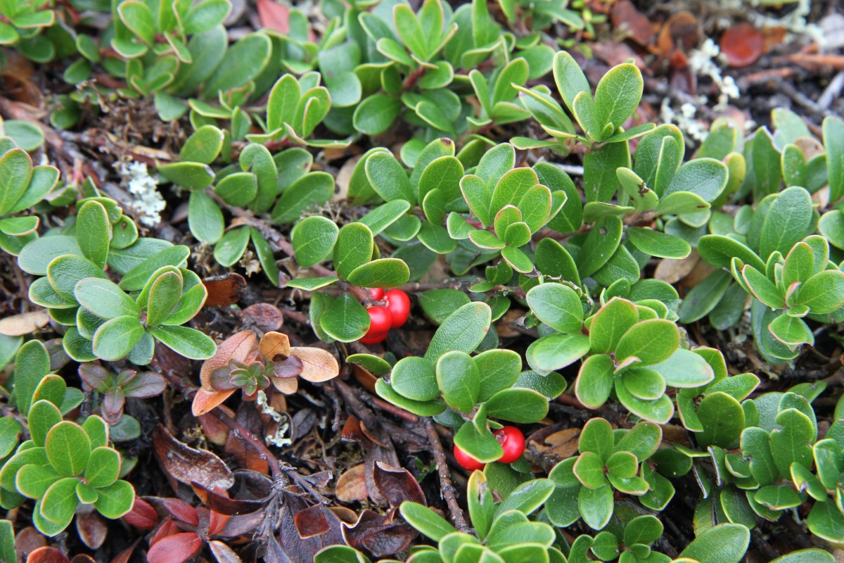 Изображение особи Arctostaphylos uva-ursi.