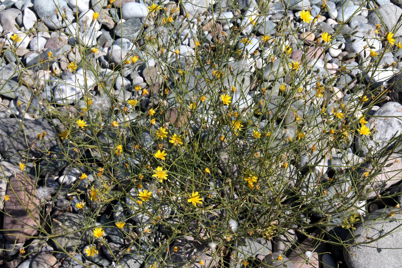 Image of Chondrilla lejosperma specimen.