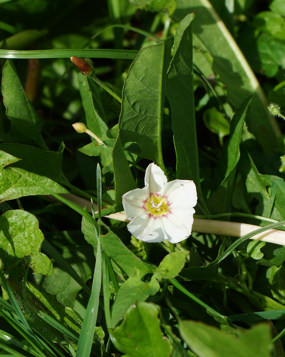 Image of Convolvulus arvensis specimen.