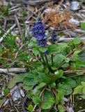 Ajuga reptans